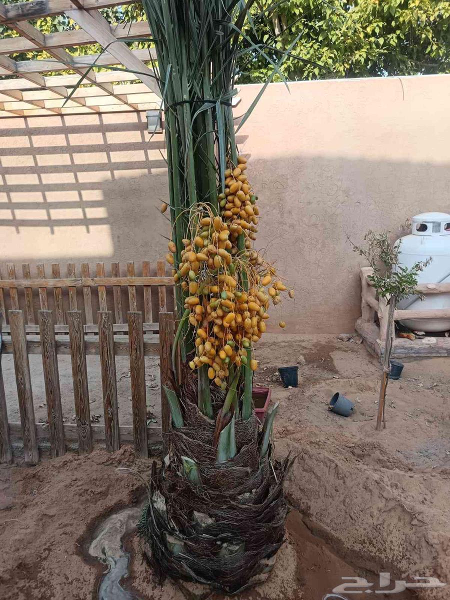 نخل للبيع منتج64542260607105113