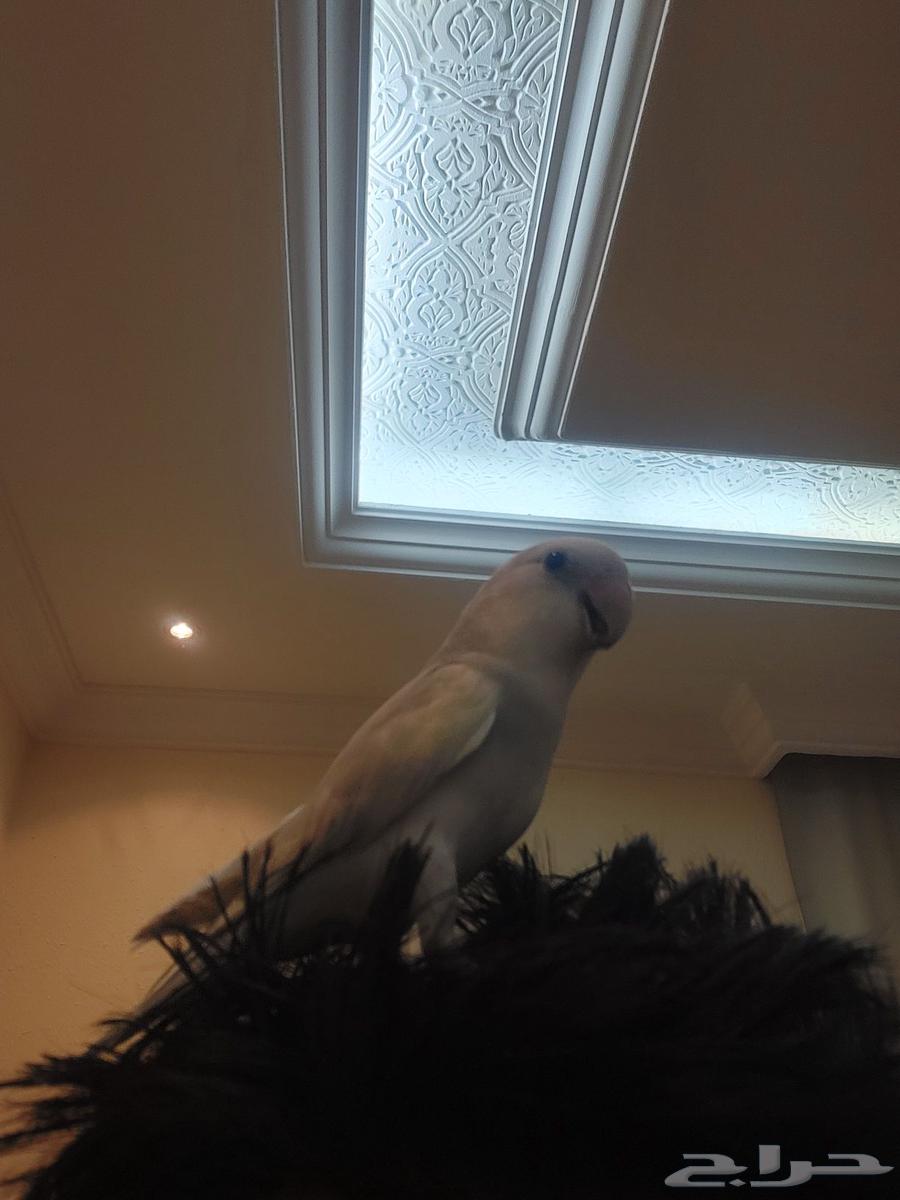 روز اليف جدا و لعوب لونه خرافي64543239069697114