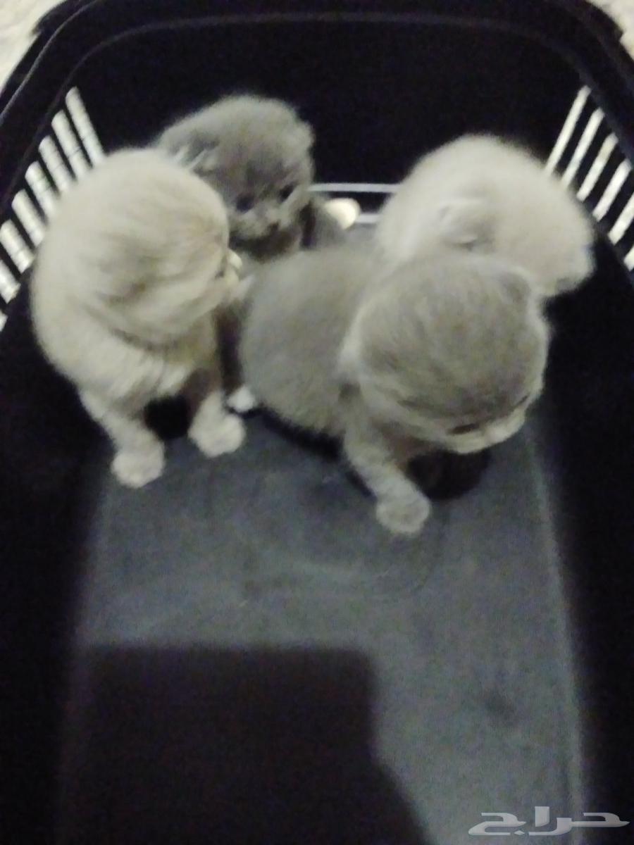 قطط سكوتش فولد وسكوتش ستريت شورت اللوان مميزه64538779084161110