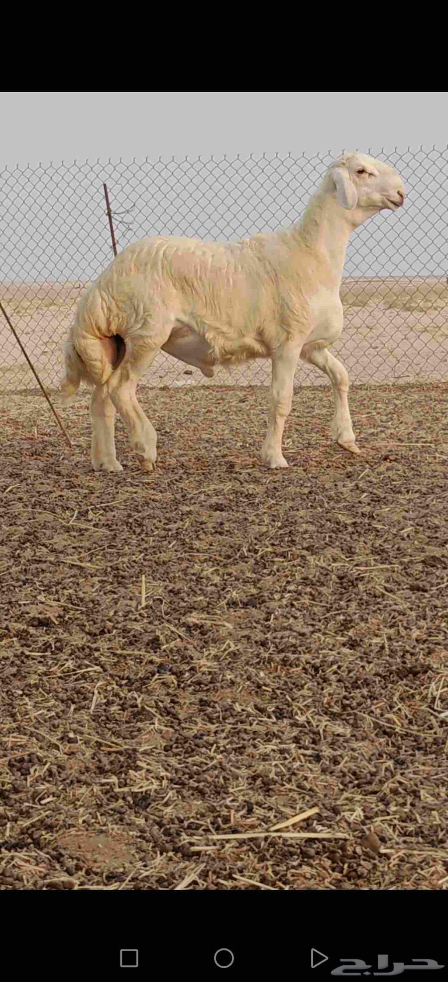 مشروع فحل حري صنف نادر تم البيع64540580836355110