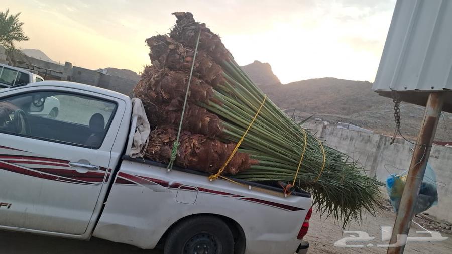 نخل للبيع منتج64542260607105112