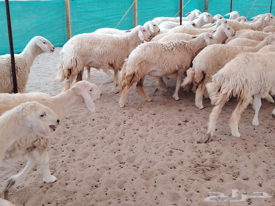 رخال حريات حرش رقم 1مقاني صنف مراح وحده64542785924483113