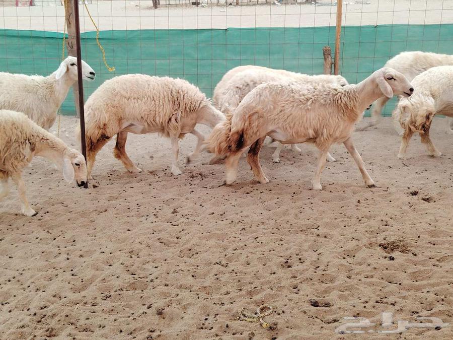 رخال حريات حرش رقم 1مقاني صنف مراح وحده64542785924483114