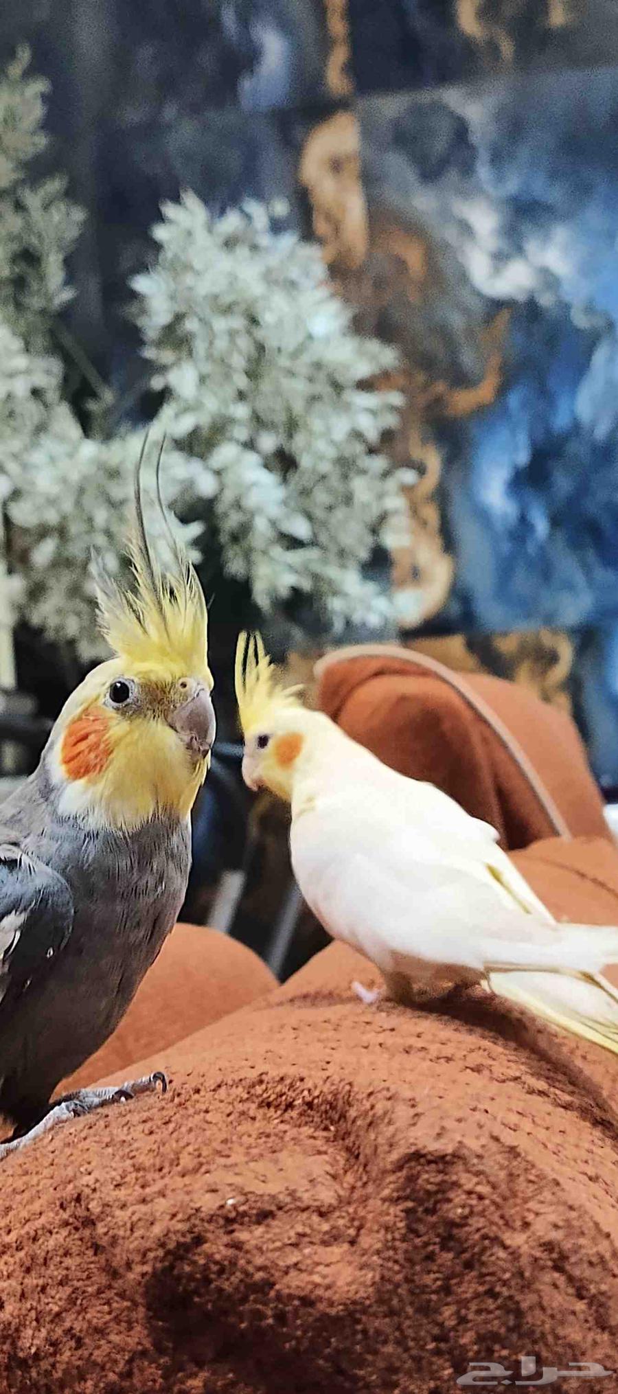 طير كروان نورمل للبيع64543634375169112