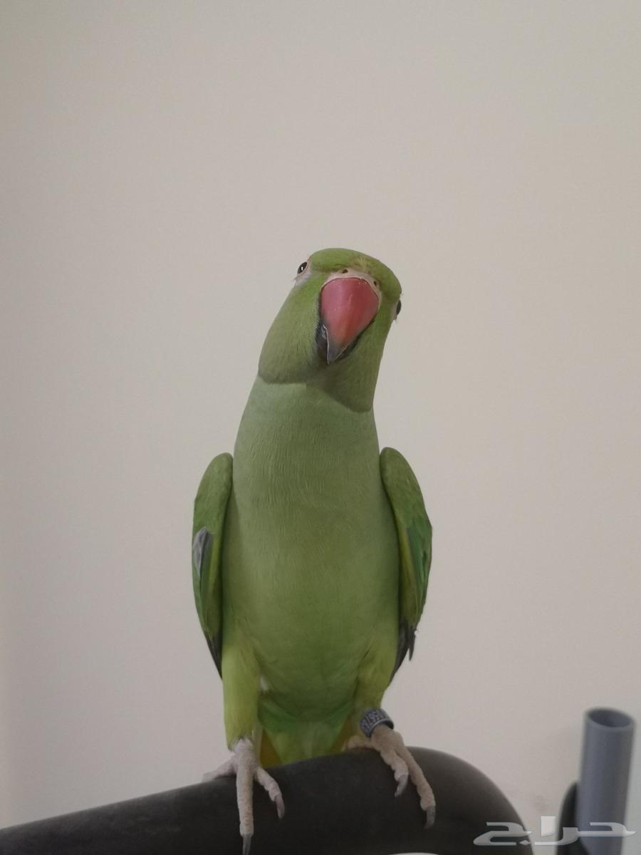 أنثى دره هندي اليف إنتاج البلد64542600547971111