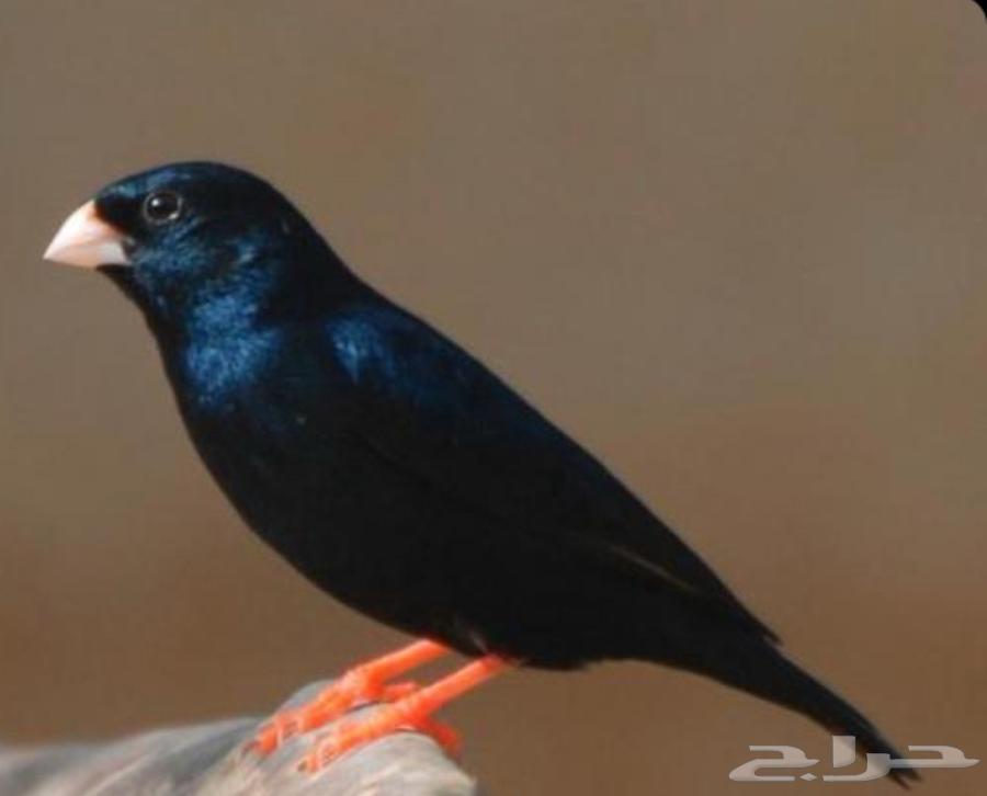 طائر كومباسو السنغالي النادر64538762973314110