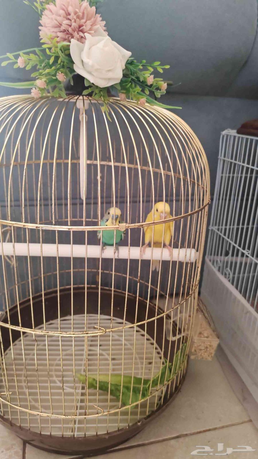 طيور بادجي منتجه64538850533249112