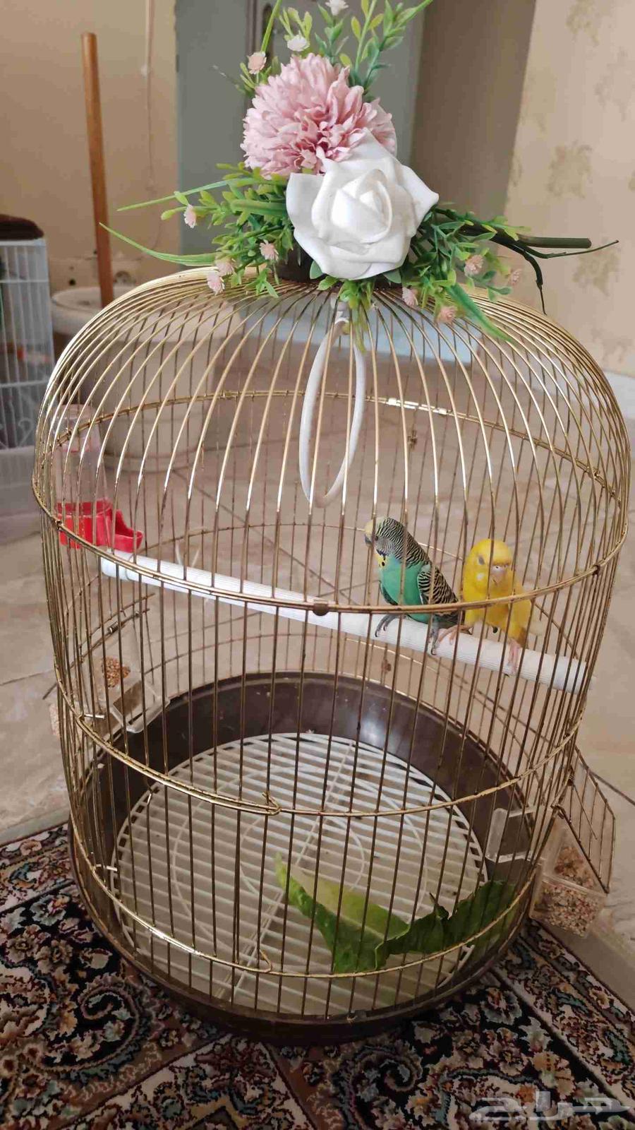 طيور بادجي منتجه64538850533249113