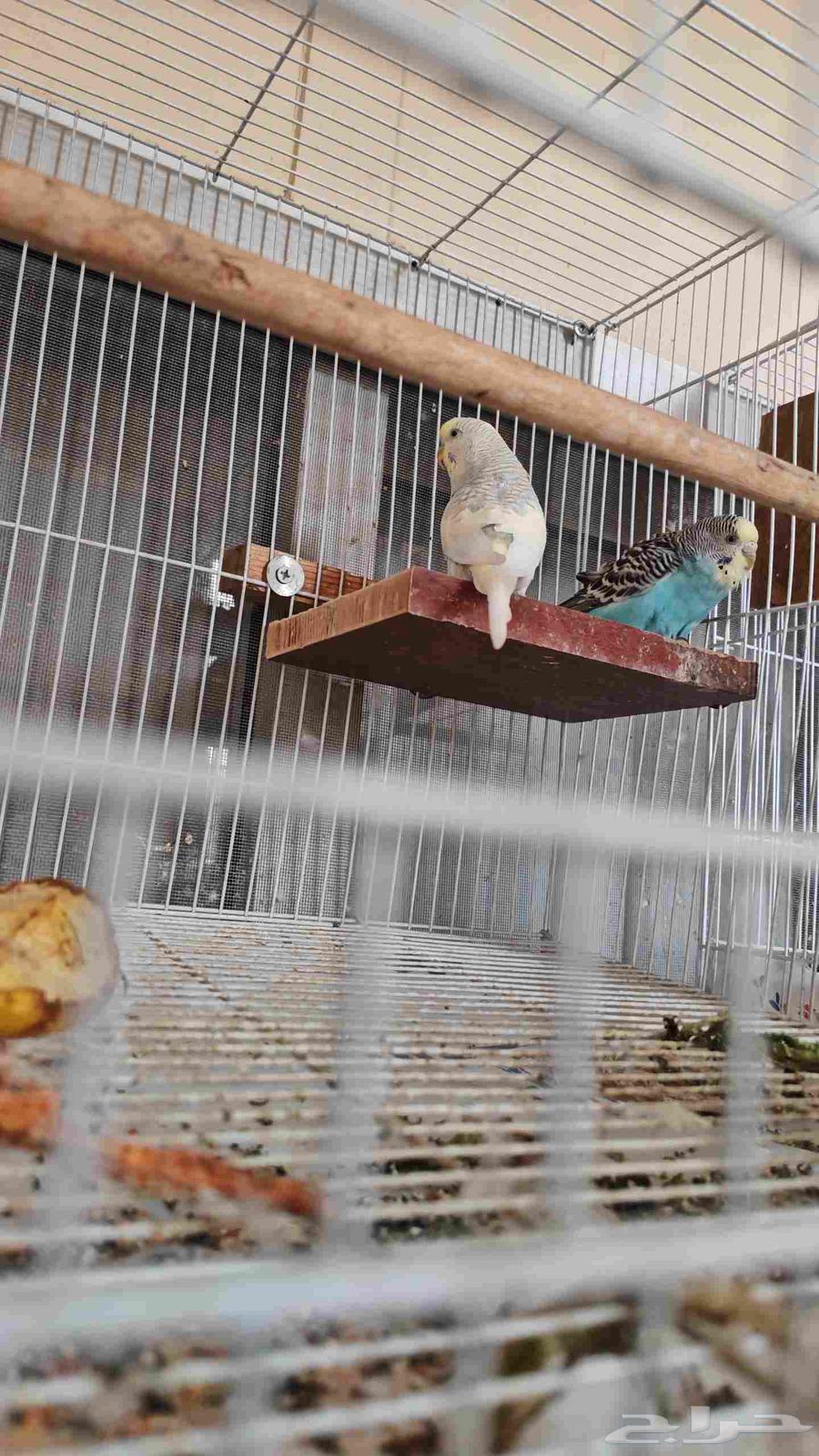 طيور بادجي منتجه64538850533249114