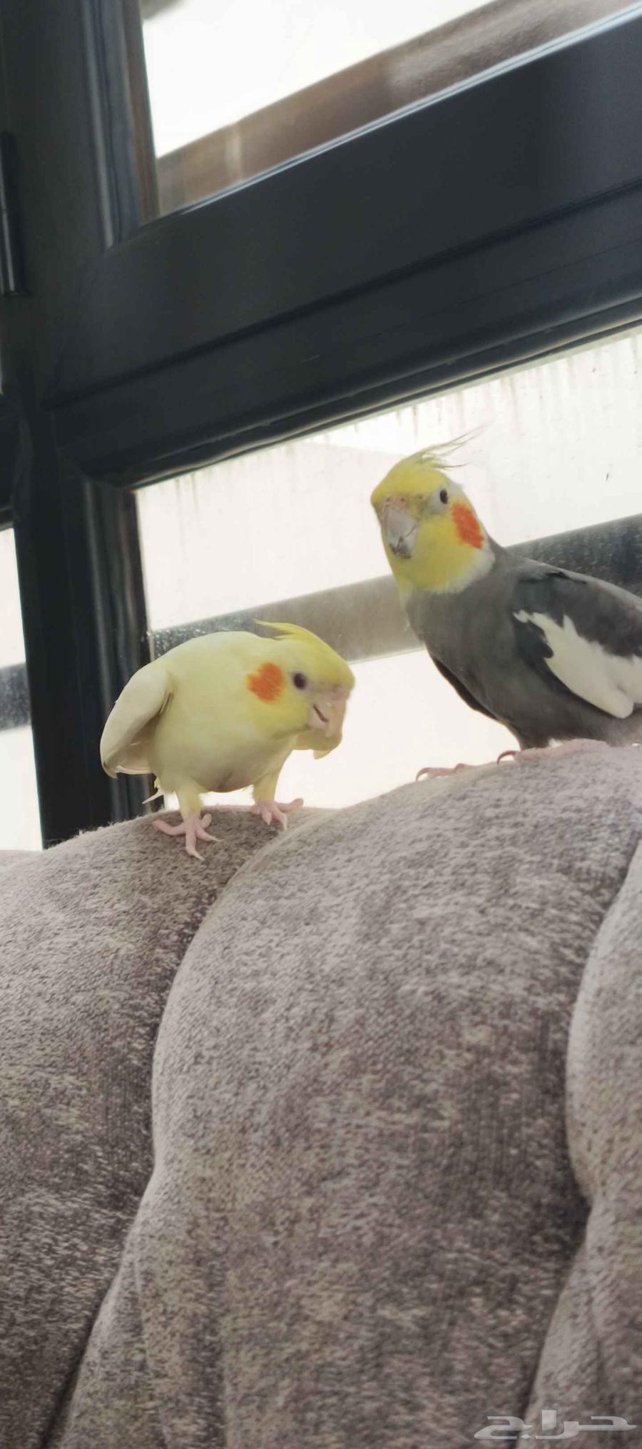 طير كروان نورمل للبيع64543634375169113