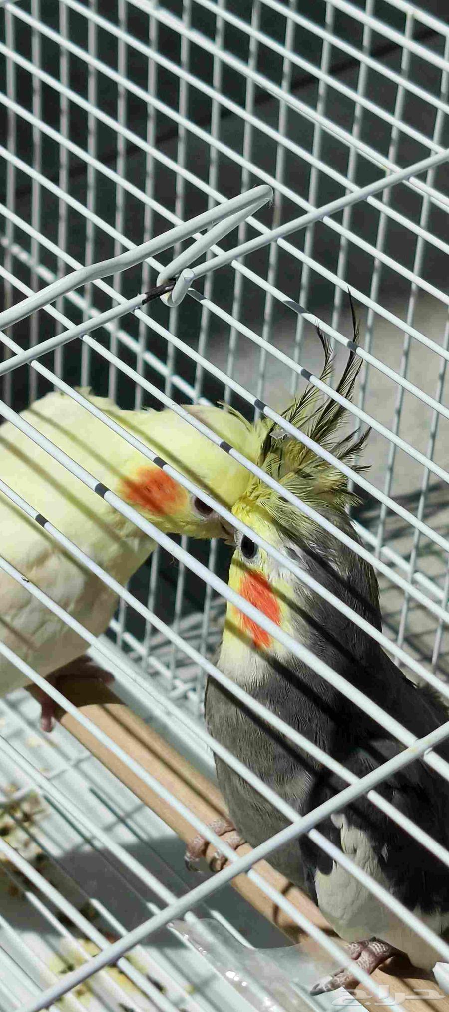 طير كروان نورمل للبيع64543634375169111