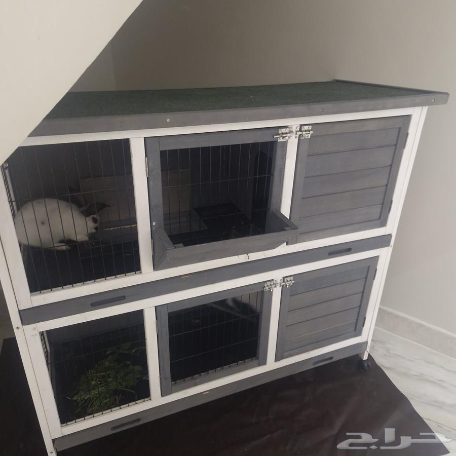 بيت حيوانات اليفه64542969402114112