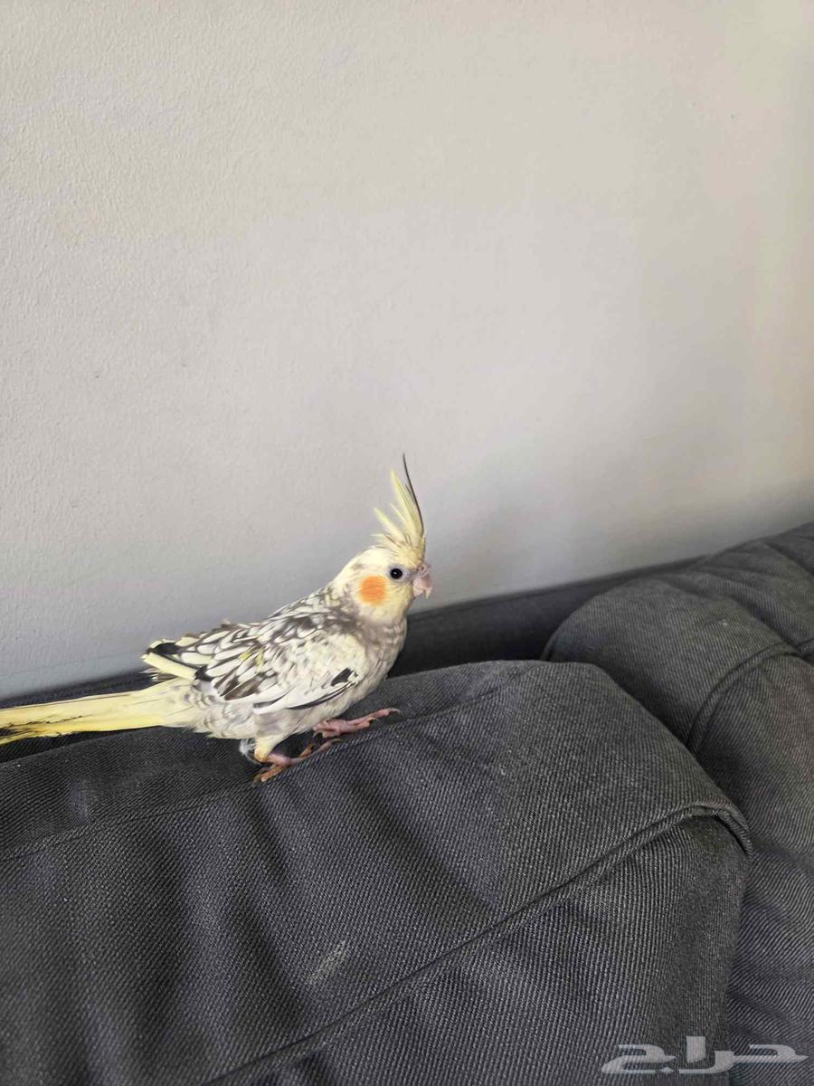 طيور كروان ألفية والذكر متكلم64539471846017113