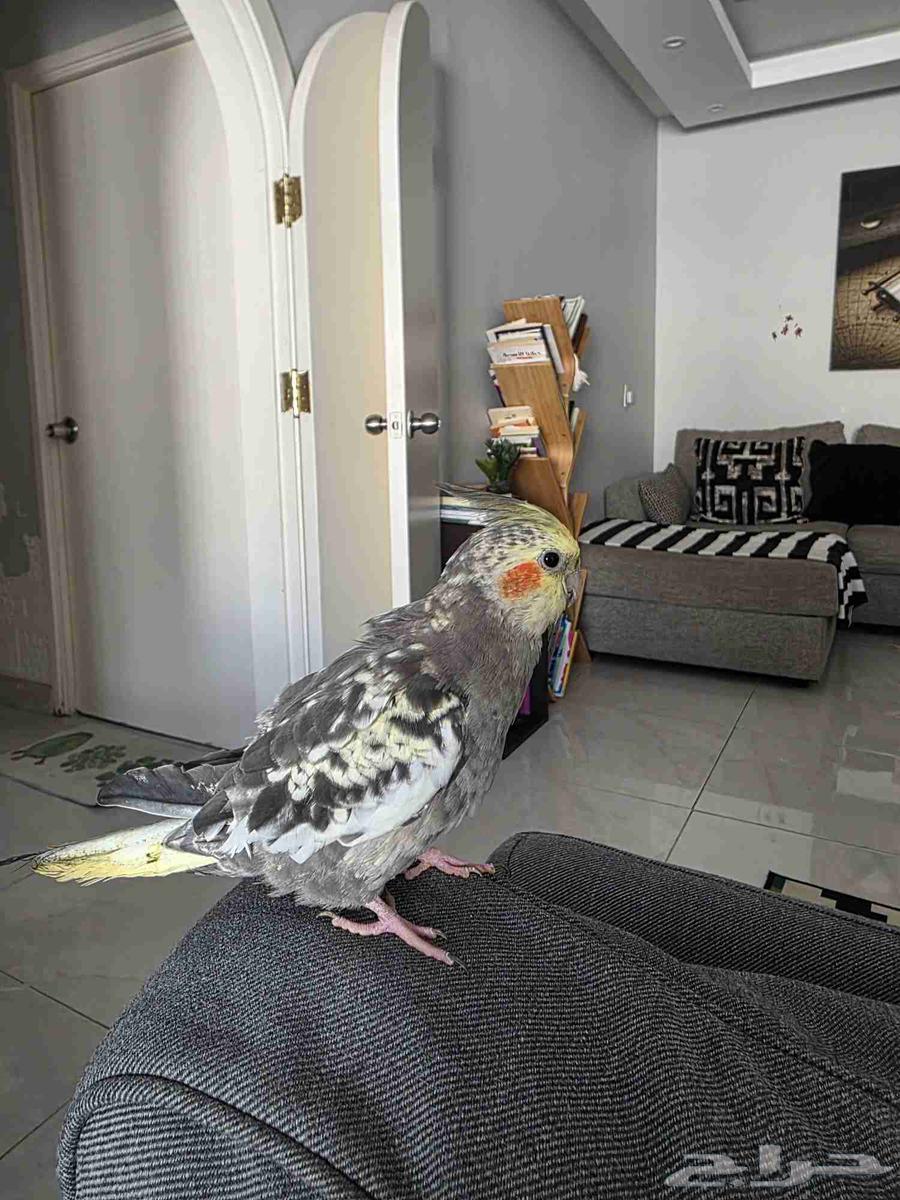 طيور كروان ألفية والذكر متكلم64539471846017111