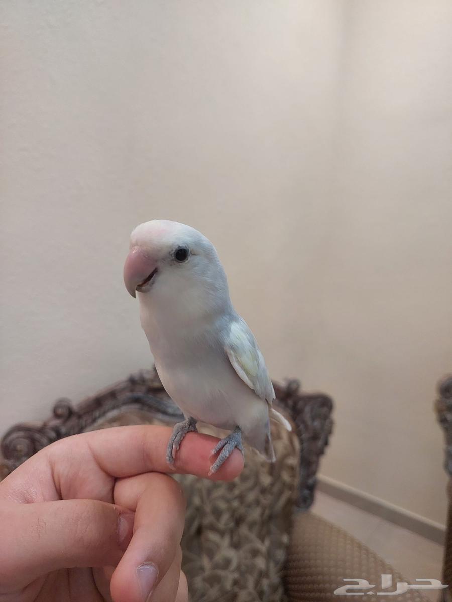 روز اليف جدا و لعوب لونه خرافي64543239069697110