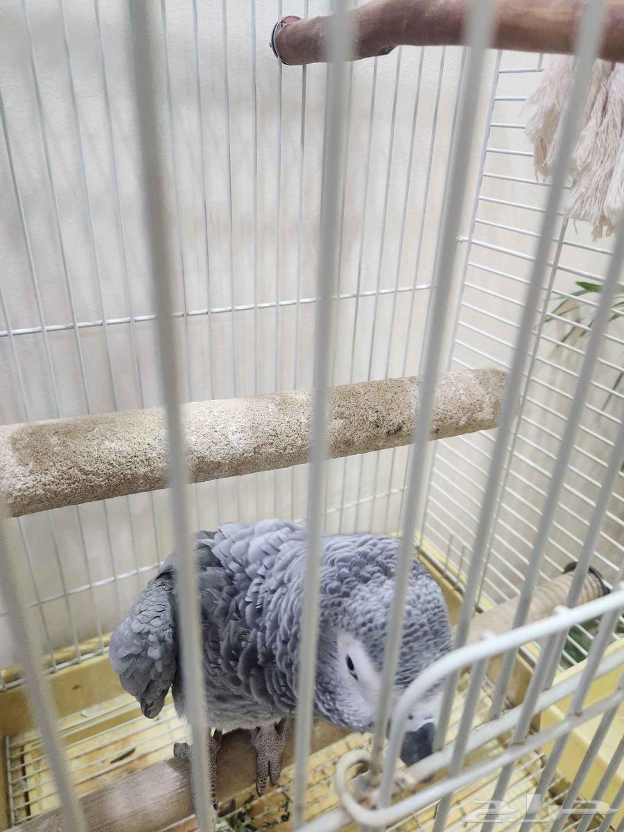 كاسكو للبيع64540978655617110