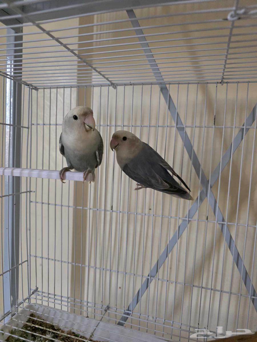 2 روز للبيع64540323705985111