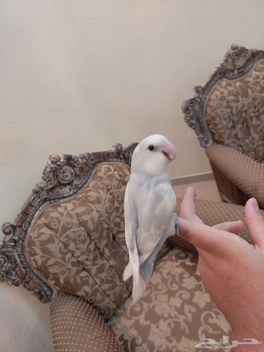 روز اليف جدا و لعوب لونه خرافي64543239069697112