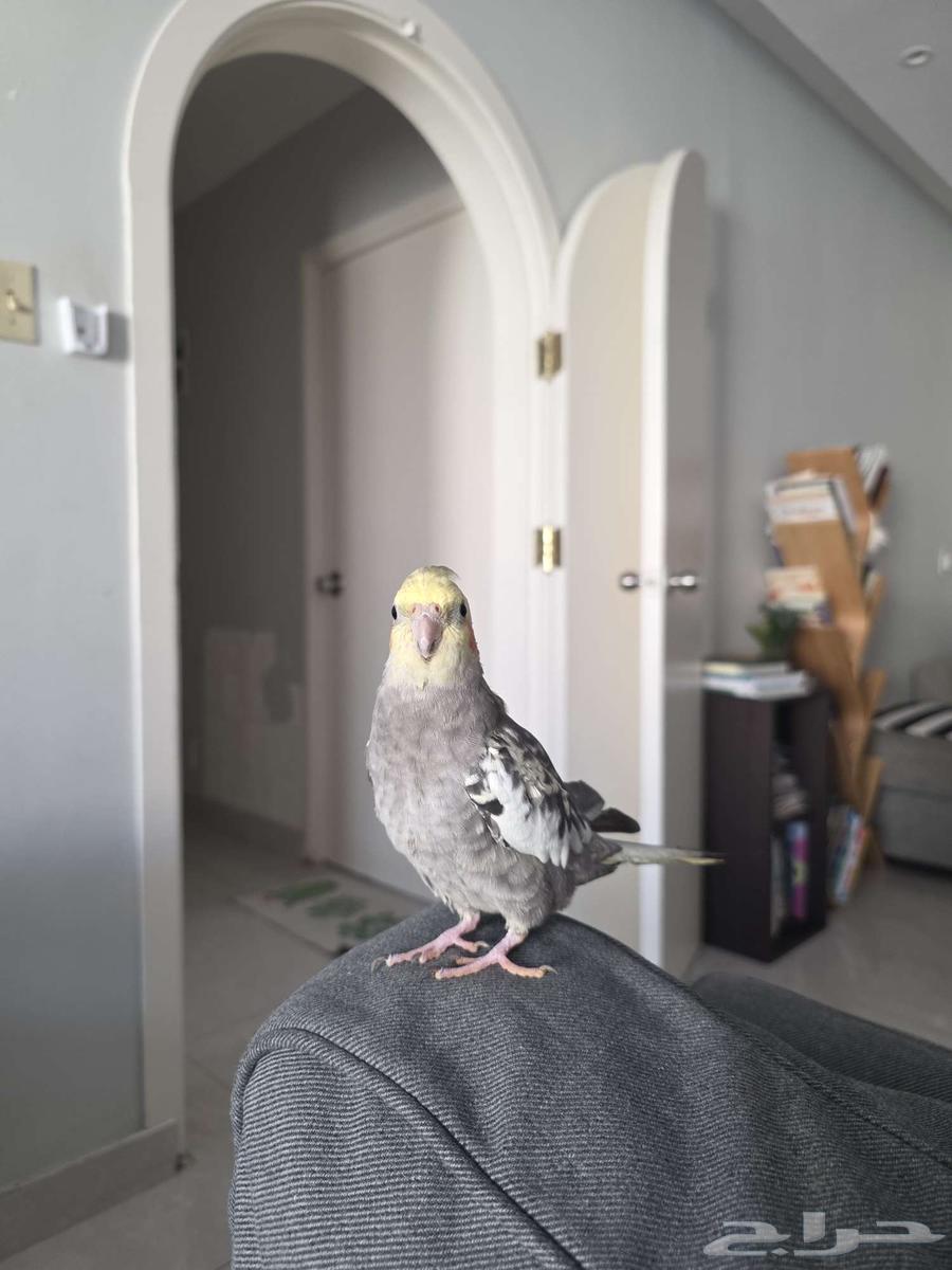 طيور كروان ألفية والذكر متكلم64539471846017114