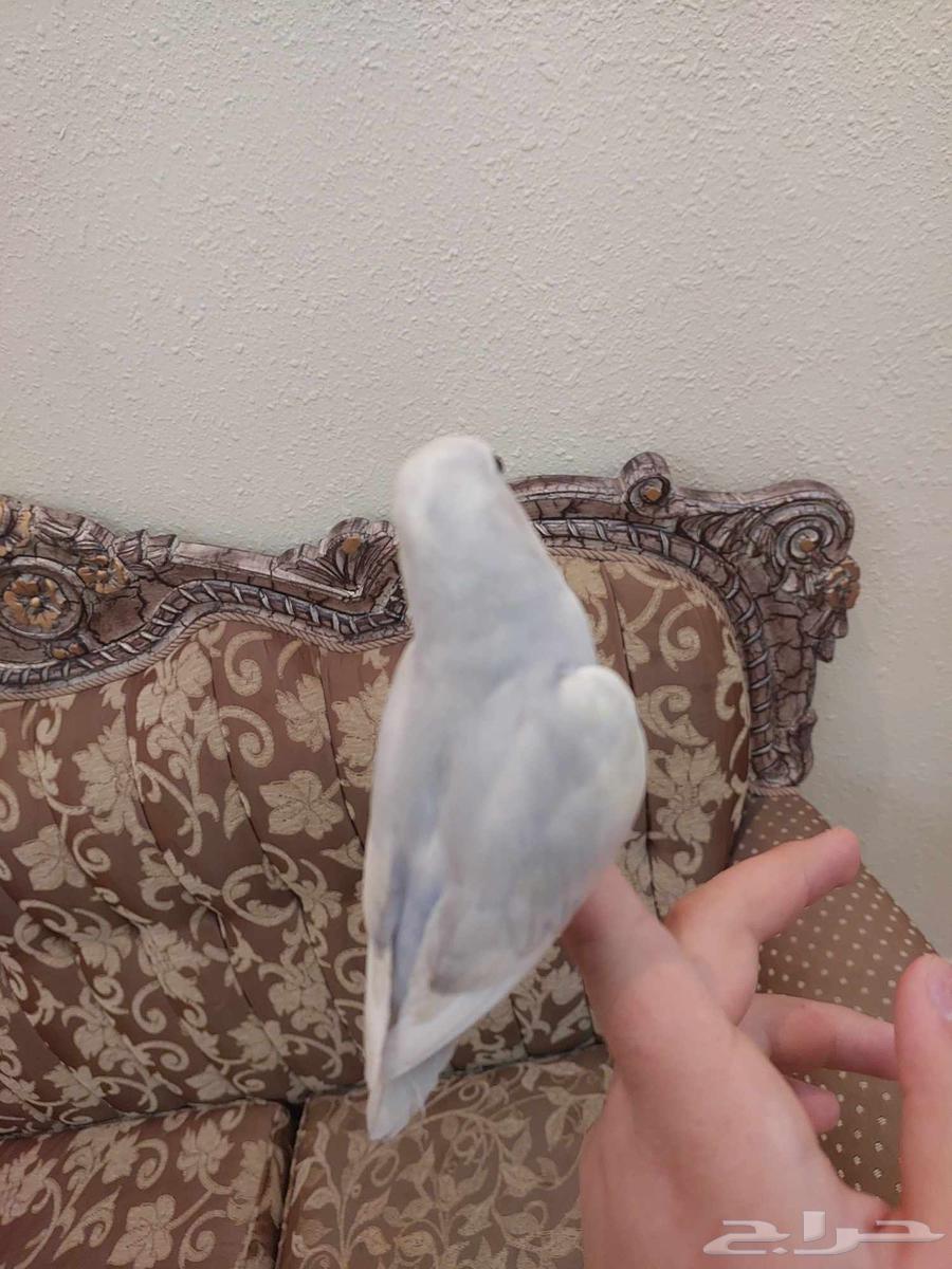 روز اليف جدا و لعوب لونه خرافي64543239069697113