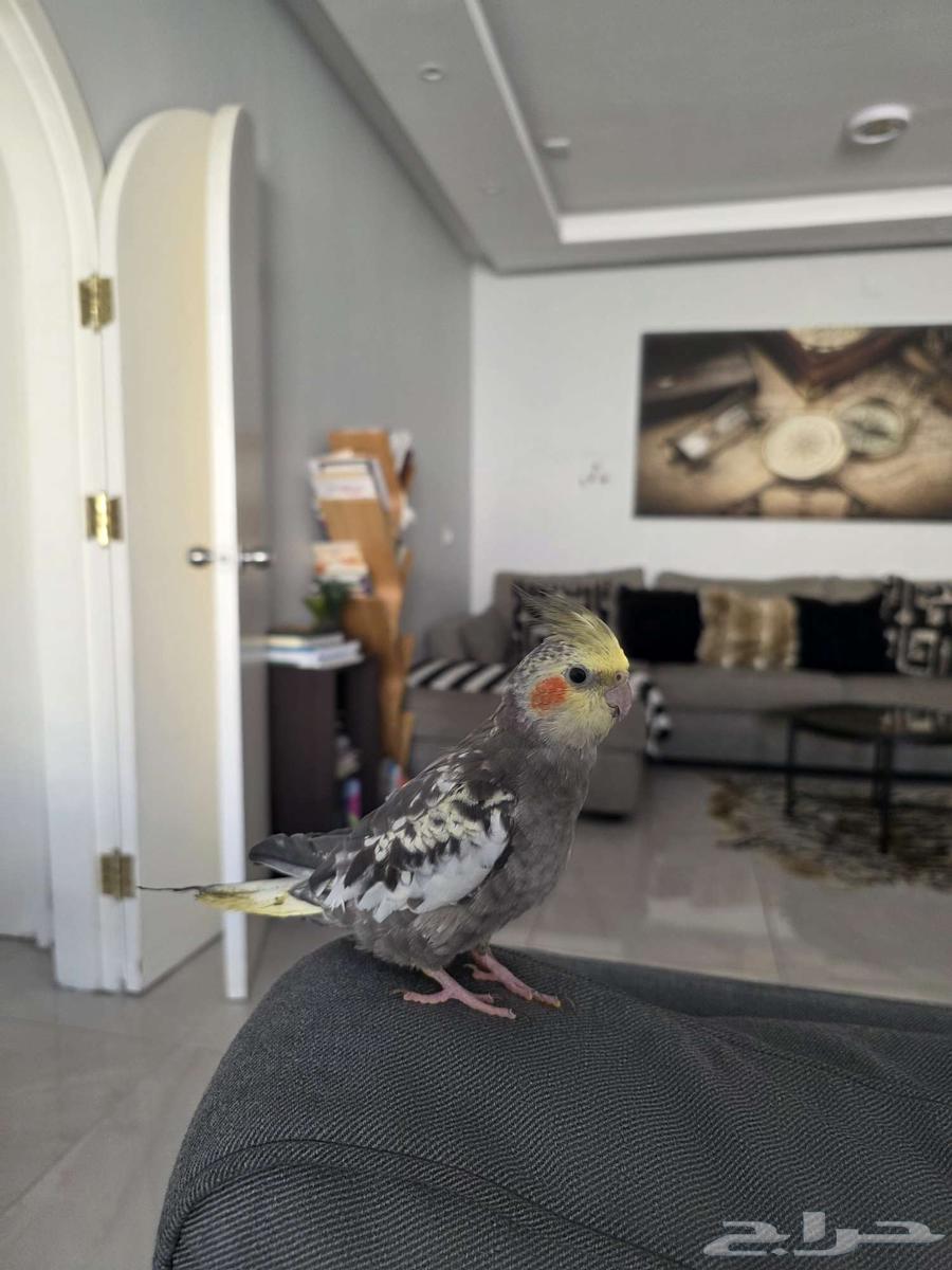 طيور كروان ألفية والذكر متكلم64539471846017110