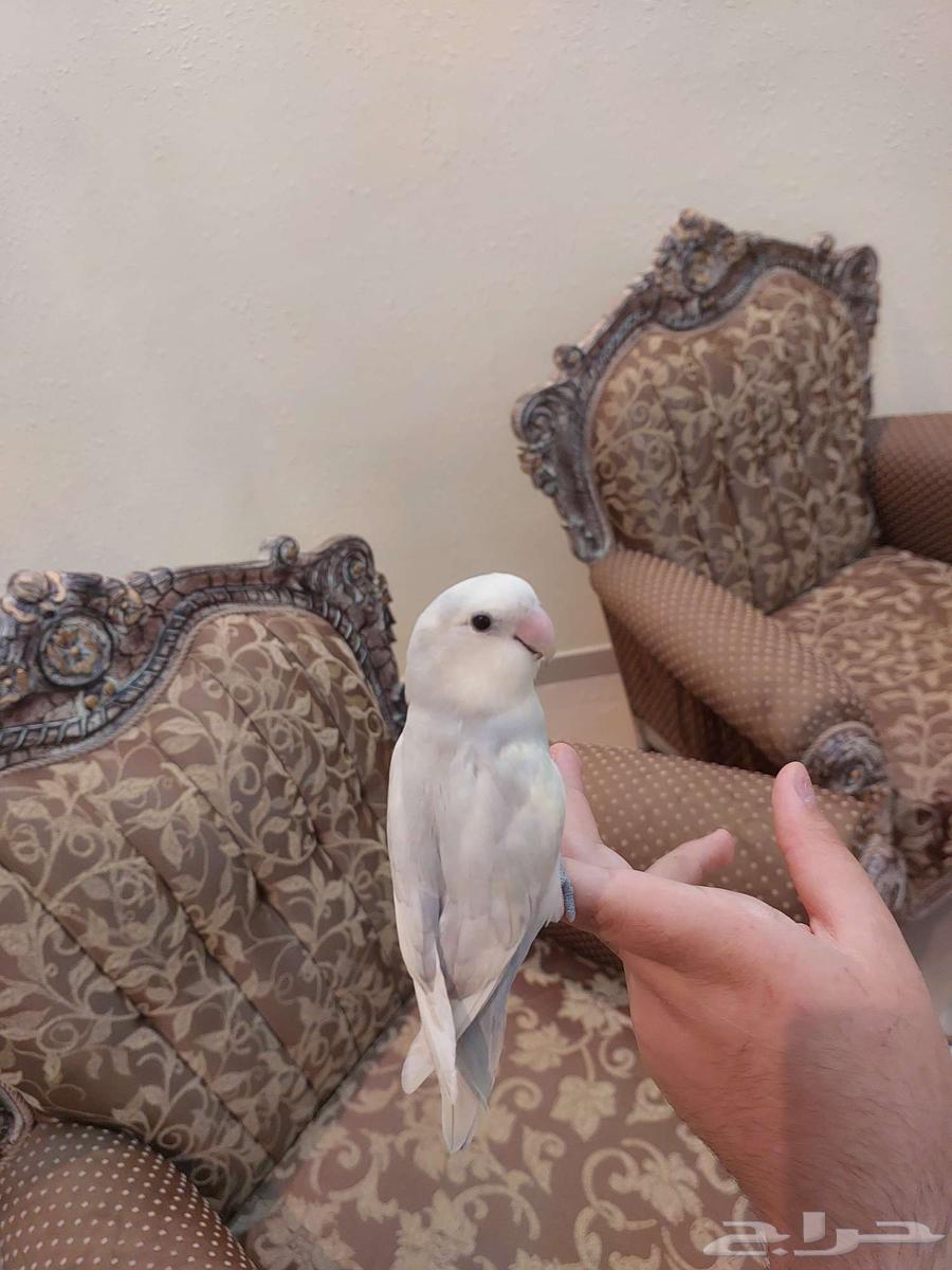 روز اليف جدا و لعوب لونه خرافي64543239069697111