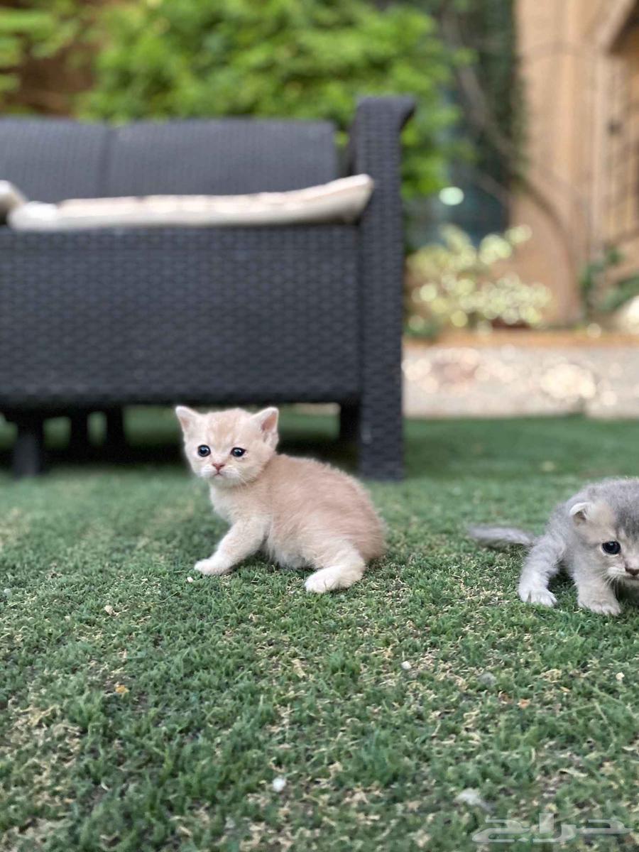Scottish Fold kittens with unique colors for sale, no intermediaries64538092048387113