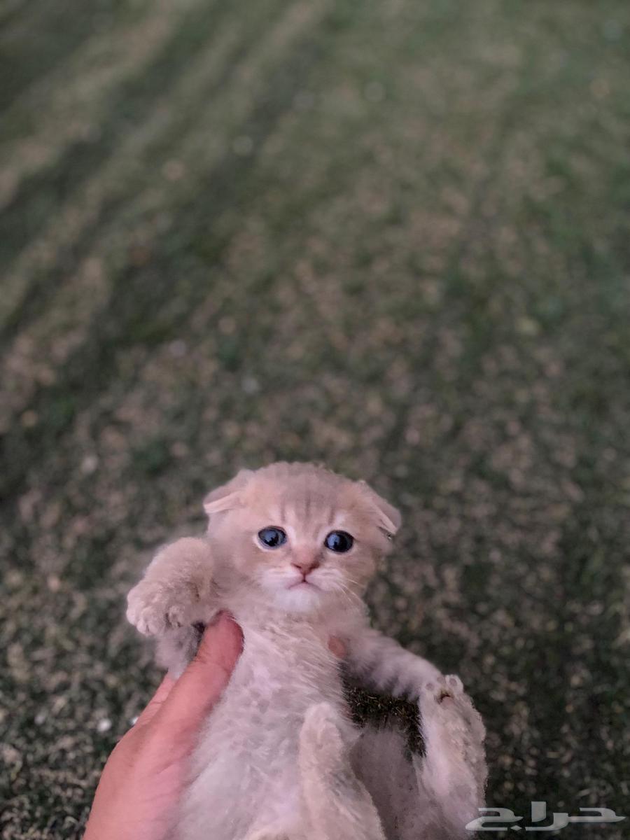 Scottish Fold kittens with unique colors for sale, no intermediaries64538092048387112