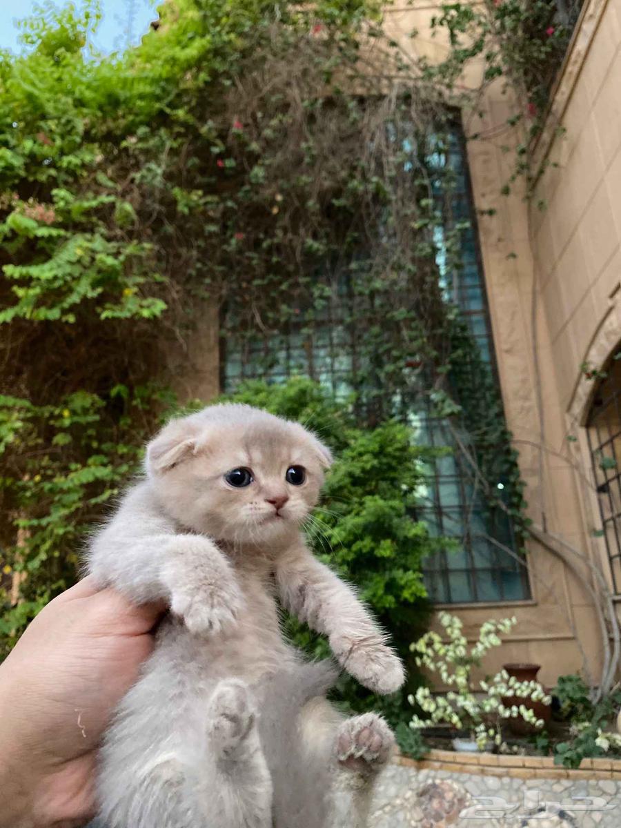 Scottish Fold kittens with unique colors for sale, no intermediaries64538092048387111