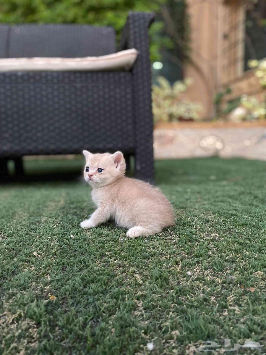 Scottish Fold kittens with unique colors for sale, no intermediaries64538092048387110
