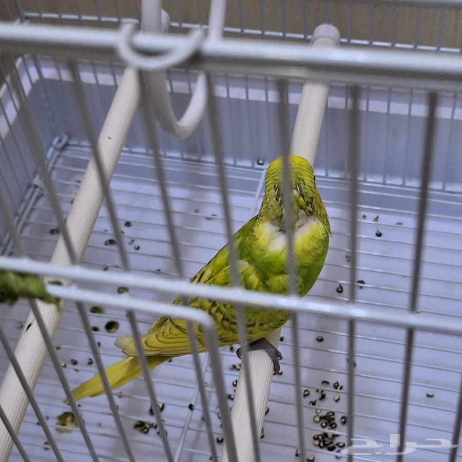 عصفور حب ضاع الدمام حي بدر ب 91 د64537366132226110