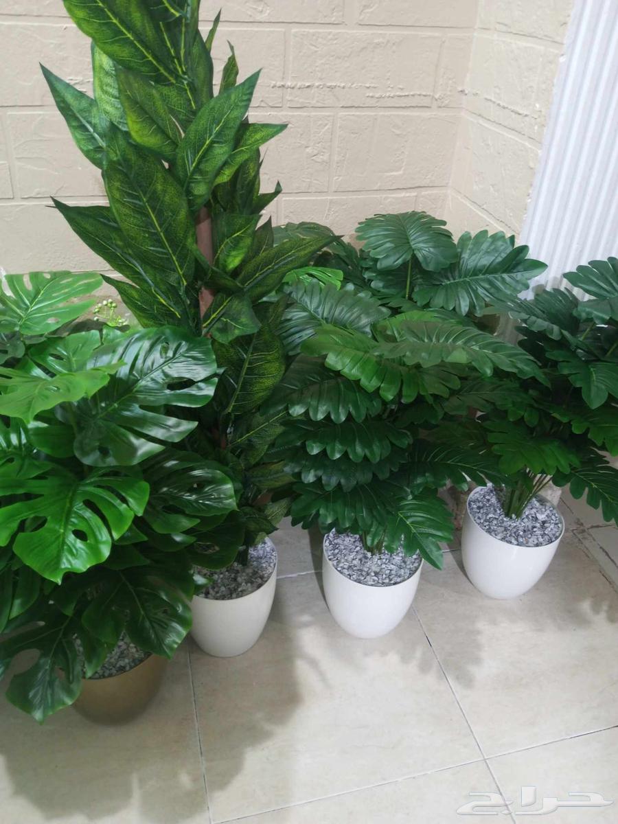 Flowers at symbolic prices64543492457346112