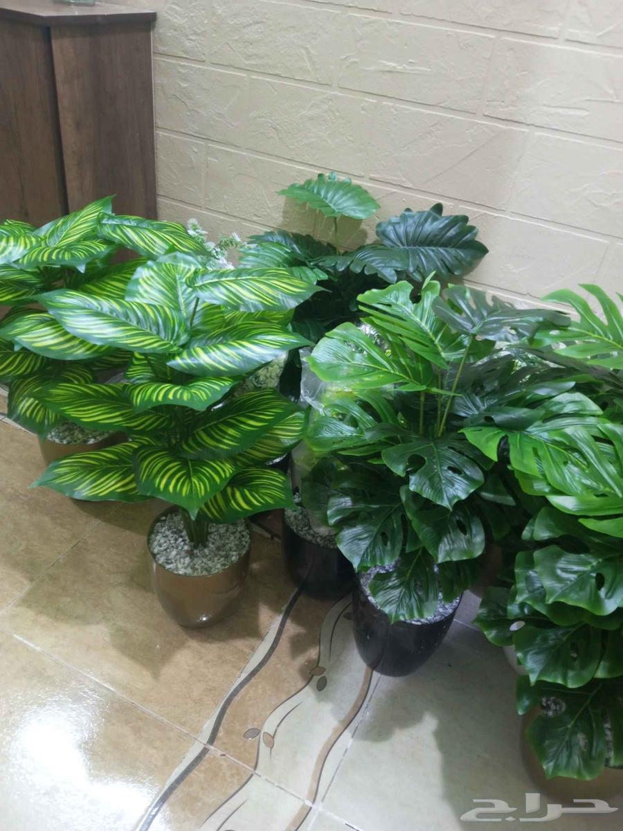 Flowers at symbolic prices64543492457346110