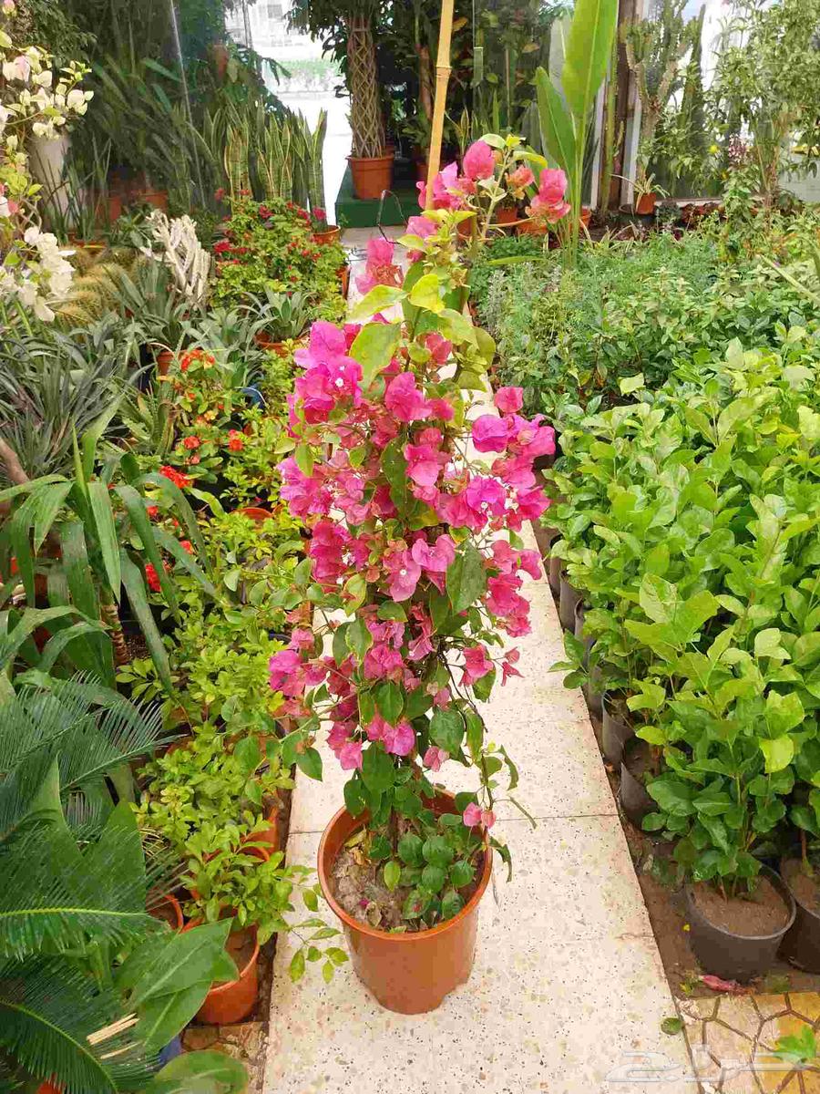 التواصل وتس او جوال64446882871937111