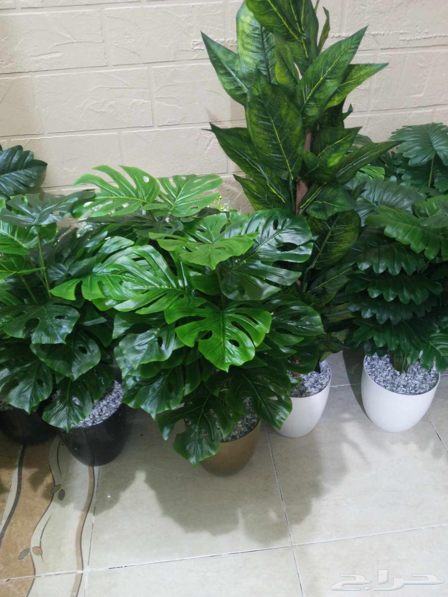 Flowers at symbolic prices64543492457346111