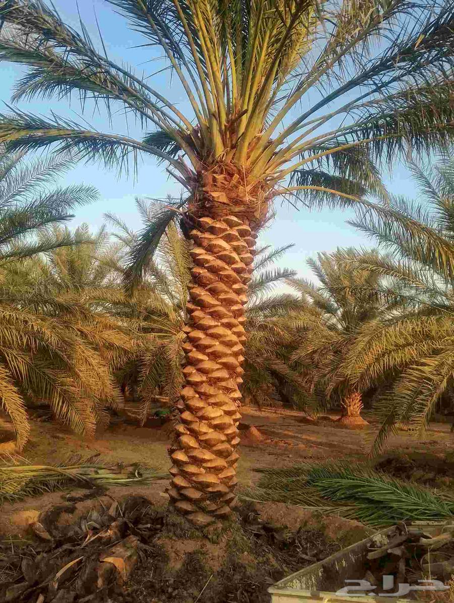 نخل للبيع64538373648643111