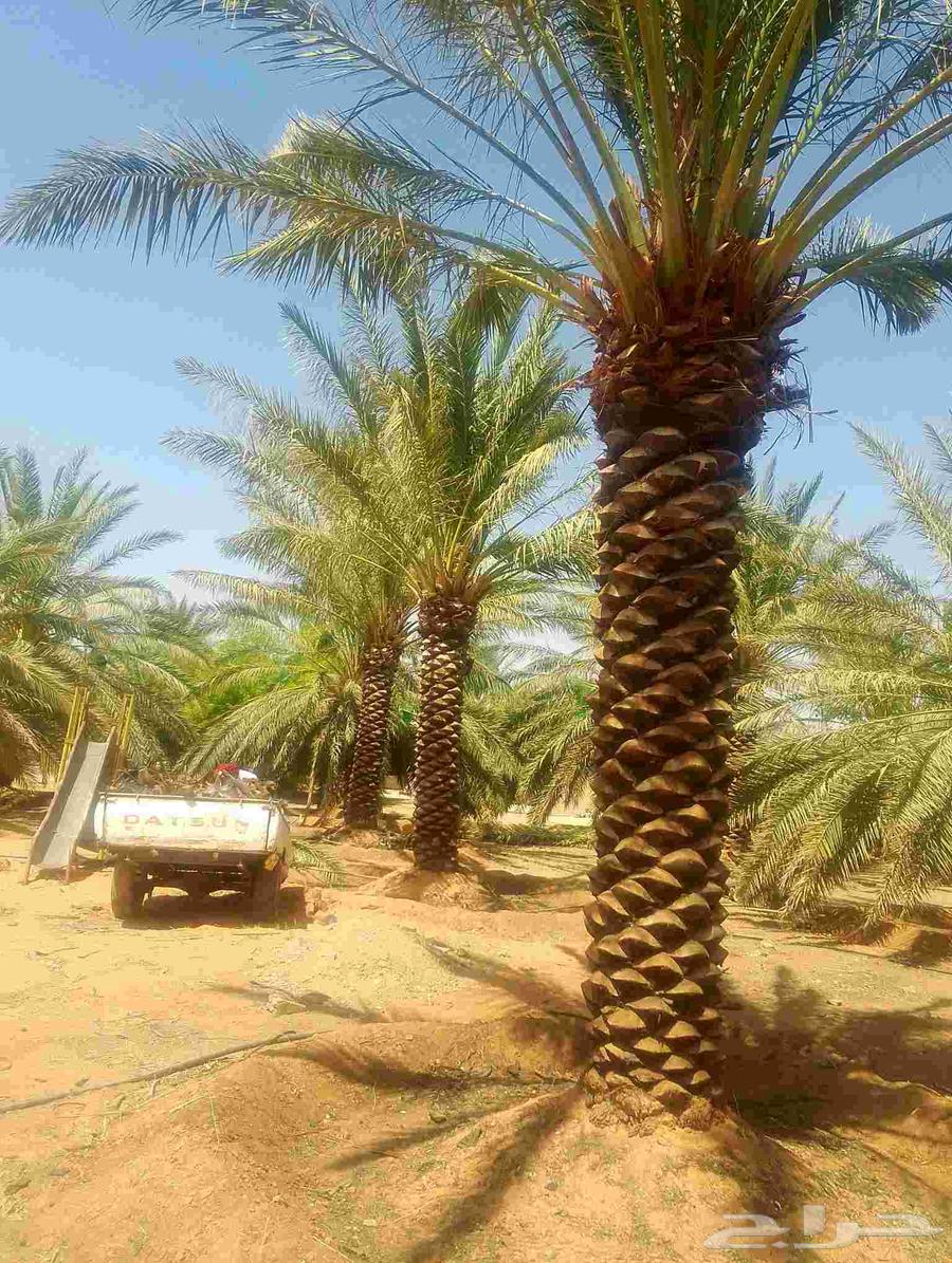 نخل للبيع64538373648643112