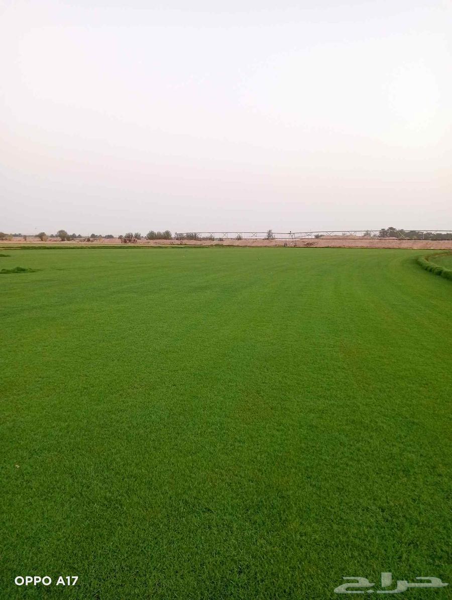 ثيل سئ 2000صافي وطبيعي الموقع الخرج64541007168898112