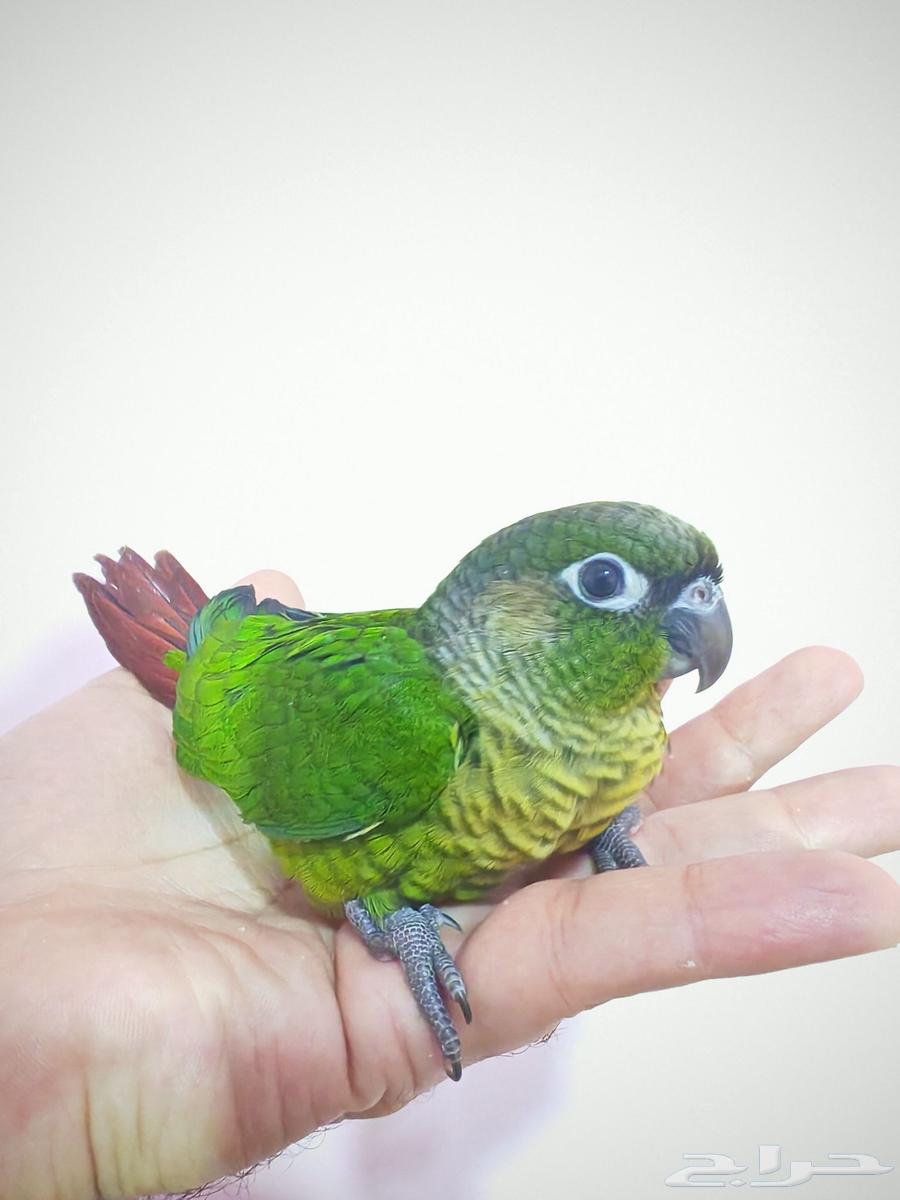 فرخ كنيور جرين شيكد في مرحلة الفطام.64540252528897110