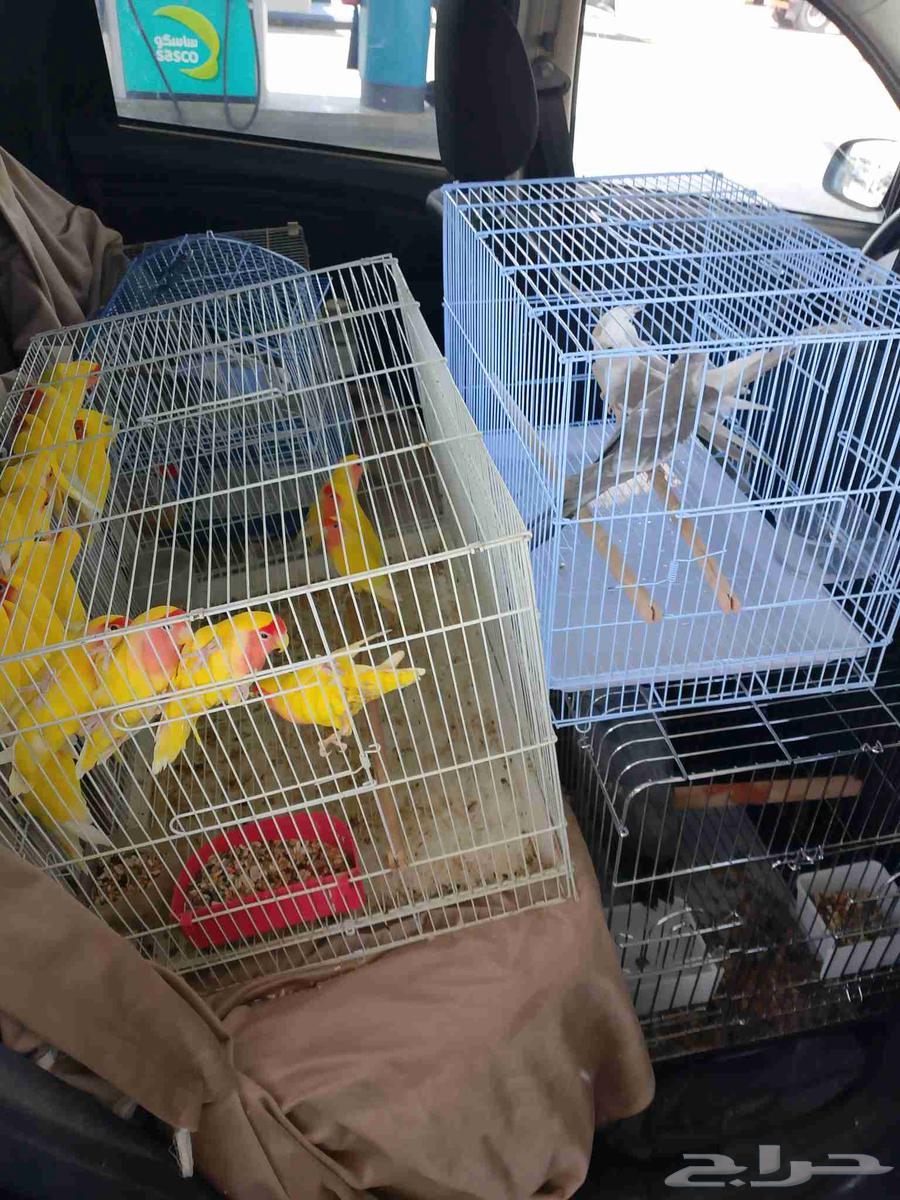 موصل طيور حيوانات اليفه أمانات64536599238529114