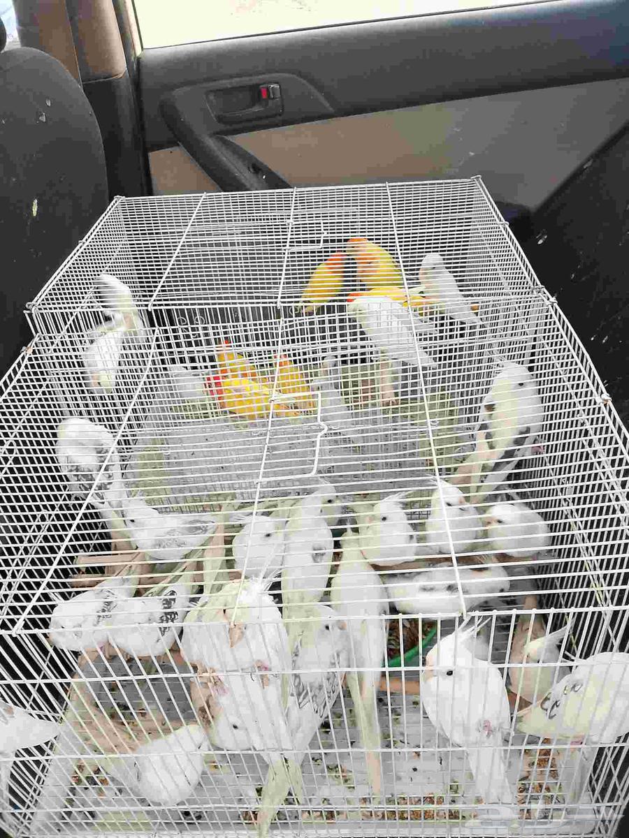 موصل طيور حيوانات اليفه أمانات64536599238529113