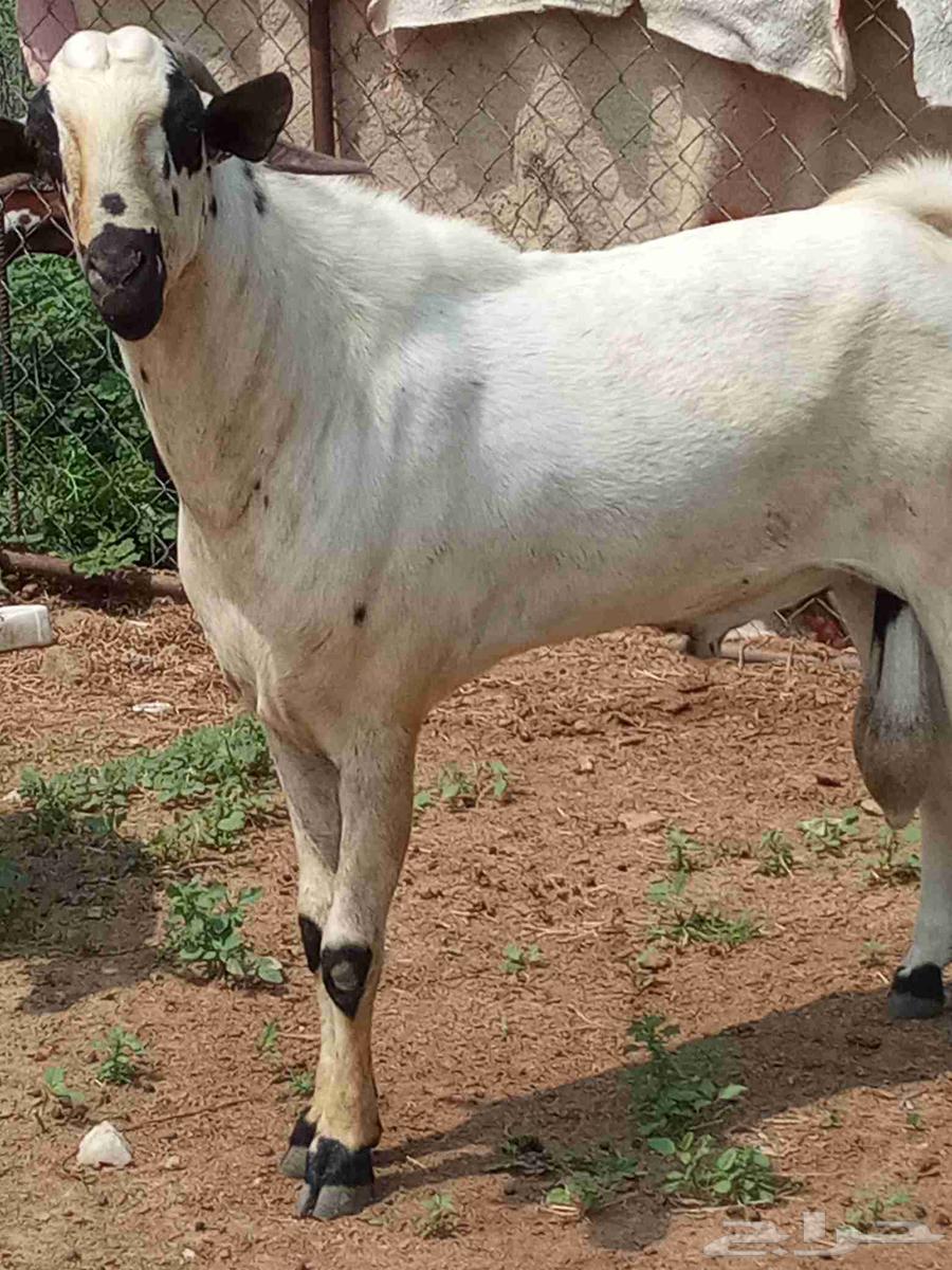 بيشي صنف ومشروط64541264719233114