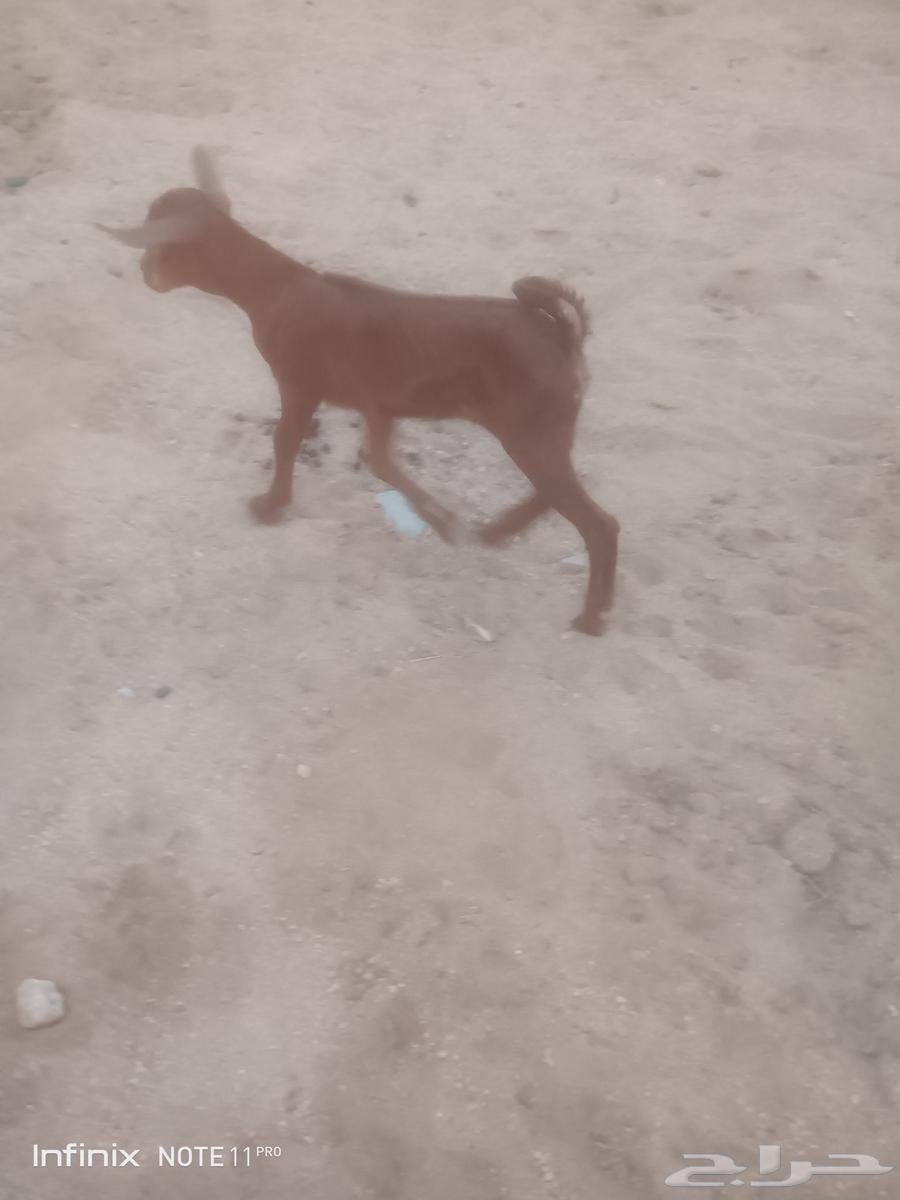 جفره محايليه ترضع تم البيع64535041586051110