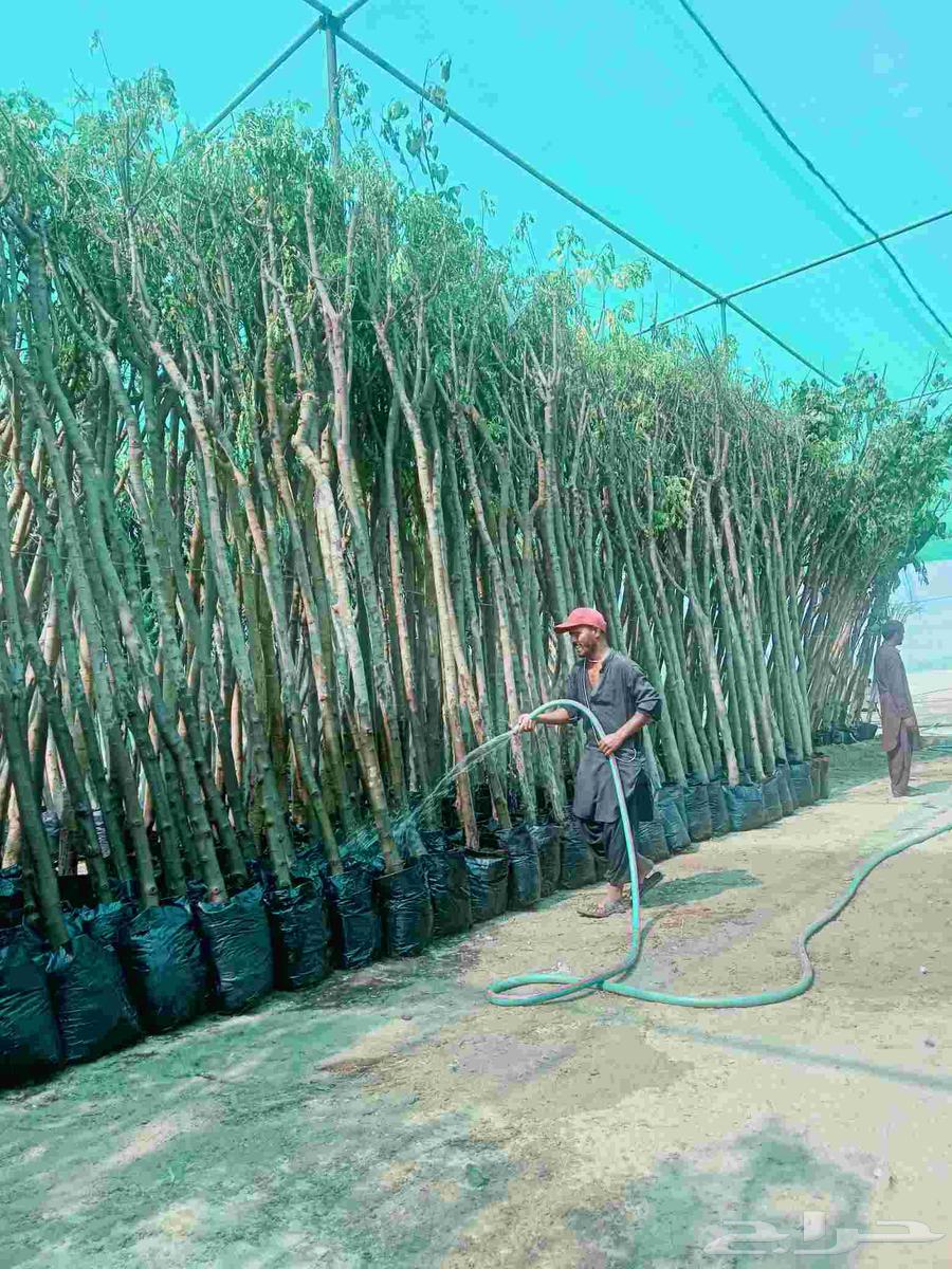 We have trees at the lowest prices64542671676929111