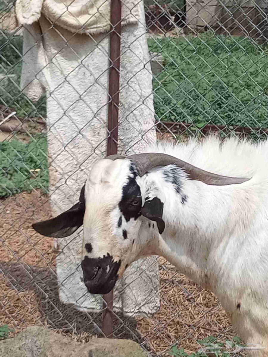 بيشي صنف ومشروط64541264719233113