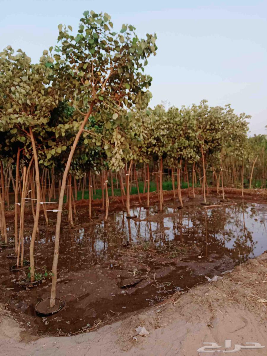 We have trees at the lowest prices64542671676929113