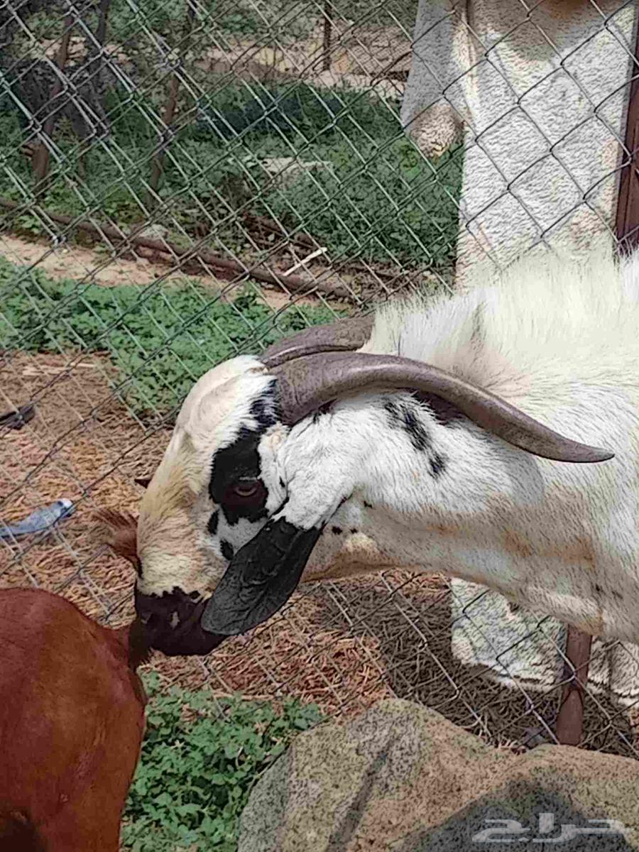 بيشي صنف ومشروط64541264719233110