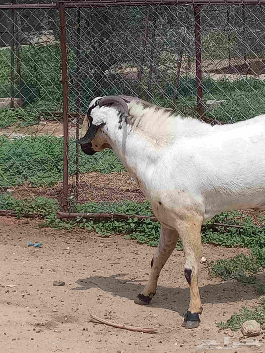 بيشي صنف ومشروط64541264719233112