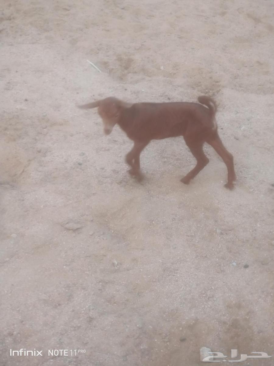 جفره محايليه ترضع تم البيع64535041586051111