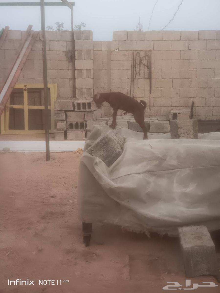 جفره محايليه ترضع تم البيع64535041586051112